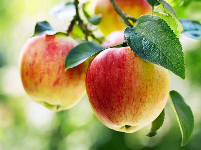 11 سببًا يدفعك لتناول التفاح يوميًّا 