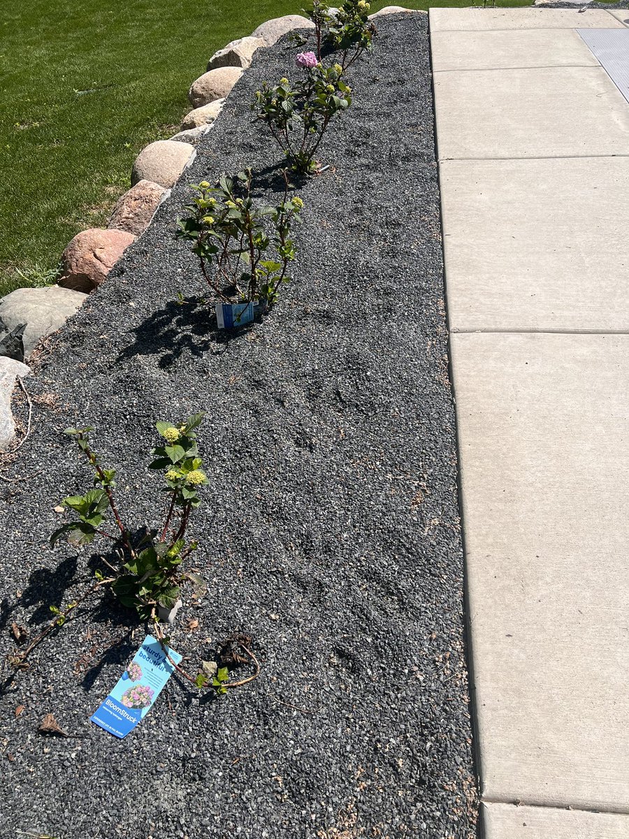 MyersVote's tweet image. A little weekend planting project.  Man is it hot. #yourbackyard #hot #mnsummer #gardening