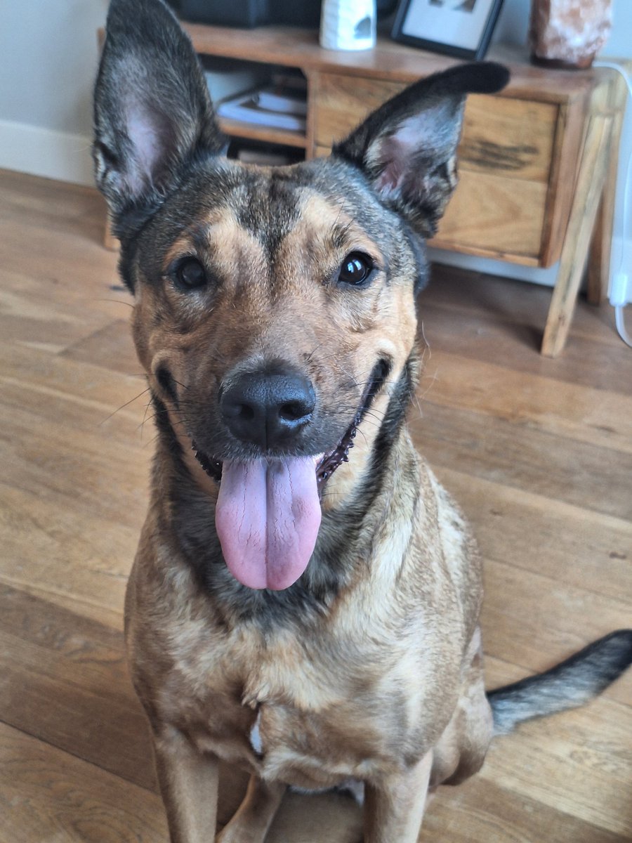 DeRavissante's tweet image. Vanochtend was ik in Den Haag voor een kennismaking met teef Bamboo die herplaatst moet worden. Vriendin Ellis was weer mee. Ze had weer heerlijk eten gemaakt voor onderweg. Bamboo komt binnenkort ter adoptie.
Op de terugweg naar de Herwijnse polder langs @henkbres en zijn…