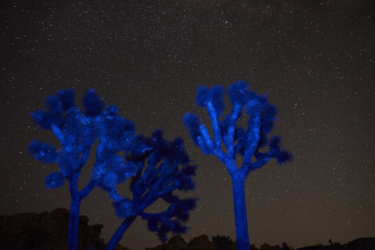 CyberBagChaser's tweet image. Under the stars, built for Mars.
🌌⚡ #Cybertruck #NightShoot #DesertVibes #TeslaUnderStars #joshuatree