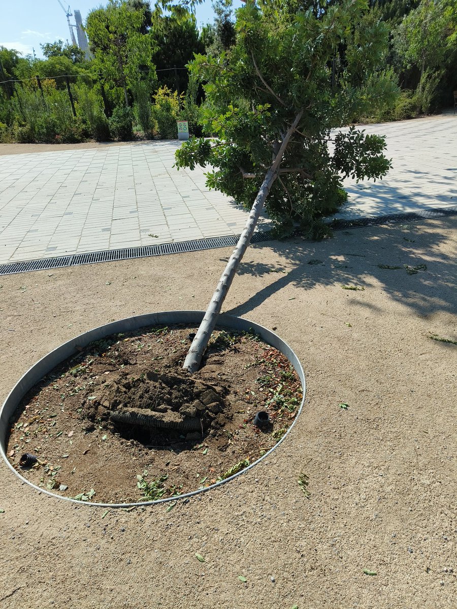 Iván González (@iglezfe) on Twitter photo Bona tarda <a href="/bcn_ajuntament/">Ajuntament de Barcelona</a>.
Al nou parc de #Glories, al costat de la zona infantil, hi ha un arbre caigut.
Podeu mirar d'arreglar-ho? Seria una pena que s'assequés.
<a href="/Bcn_SantMarti/">Districte de Sant Martí</a> <a href="/Bcn_Eixample/">BcnEixample</a> Bona tarda <a href="/bcn_ajuntament/">Ajuntament de Barcelona</a>.
Al nou parc de #Glories, al costat de la zona infantil, hi ha un arbre caigut.
Podeu mirar d'arreglar-ho? Seria una pena que s'assequés.
<a href="/Bcn_SantMarti/">Districte de Sant Martí</a> <a href="/Bcn_Eixample/">BcnEixample</a>