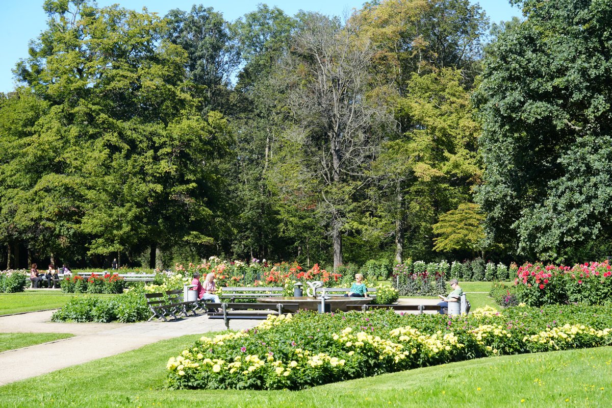 Forstler1's tweet image. Den allgemeinen Niedergang der öffentlichen Finanzen sieht man auch im Dahliengarten von Dresden, im Großen Garten gelegen. Die &quot;Anbaufläche&quot; hat sich sichtbar verkleinert, aber auch Beete mir Nicht-Dahlien wurden angelegt, auch ein zugegeben dekoratives Grün-Beet. Ich hab mal…