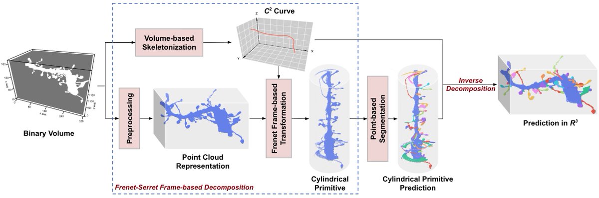 🚨 New paper alert!

💥Segmenting anatomical curvilinear structures is challenging.

🚀The paper introduces a novel Frenet–Serret Framebased decomposition, that transforms 3D curvilinear structures into cylindrical primitives for data-efficient learning!

ieeexplore.ieee.org/document/11081…