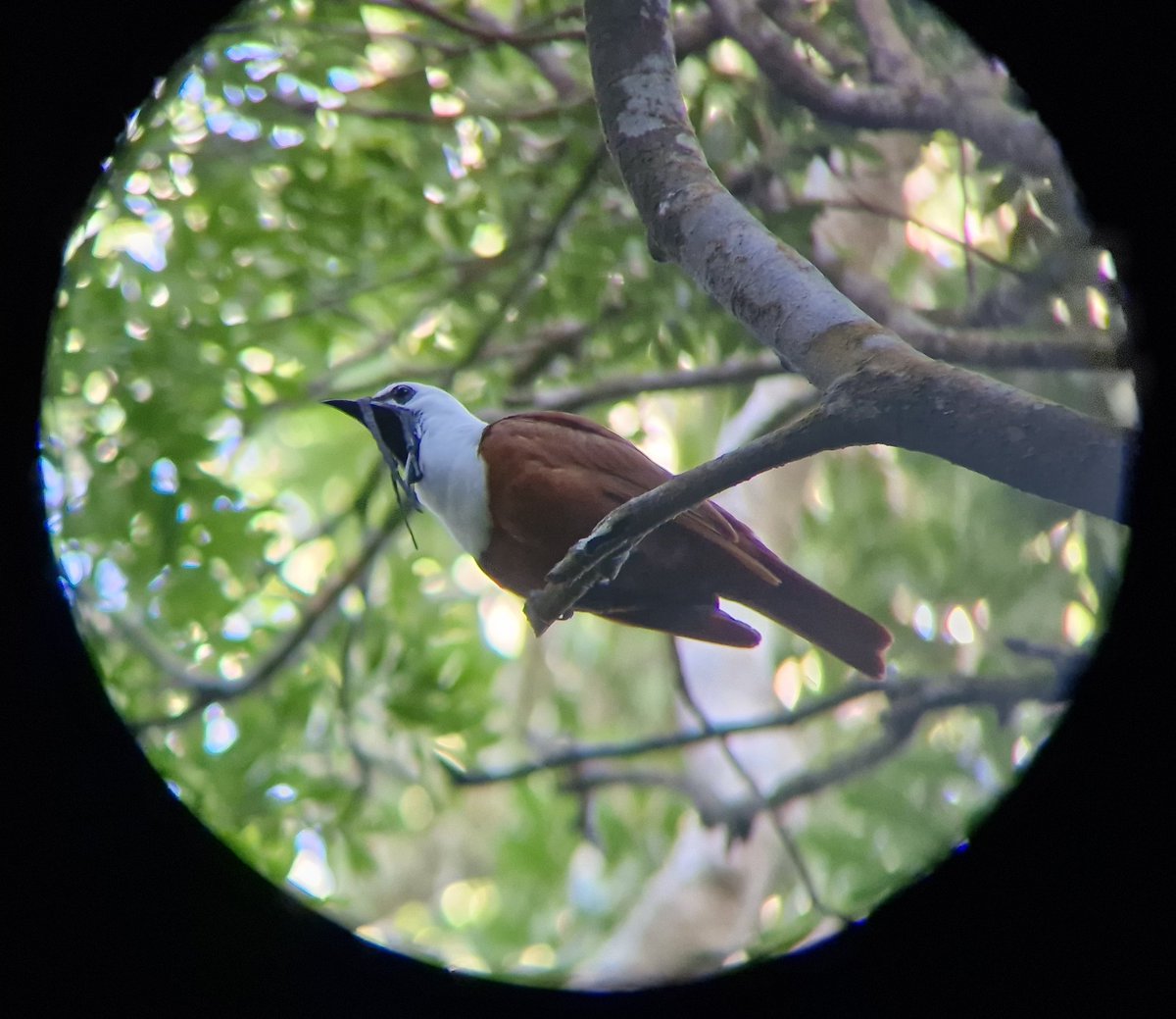 mdshawkey's tweet image. So loud, but so hard to find.. #3_wattled_bellbird