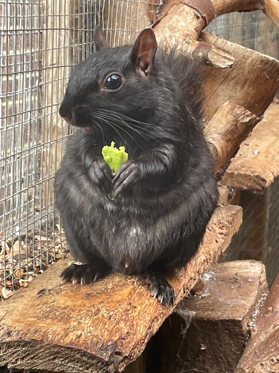 AllumPaul's tweet image. Midnight 🖤🐿️🐿️🐿️🐿️ hitchinsquirrelrescue.co.uk