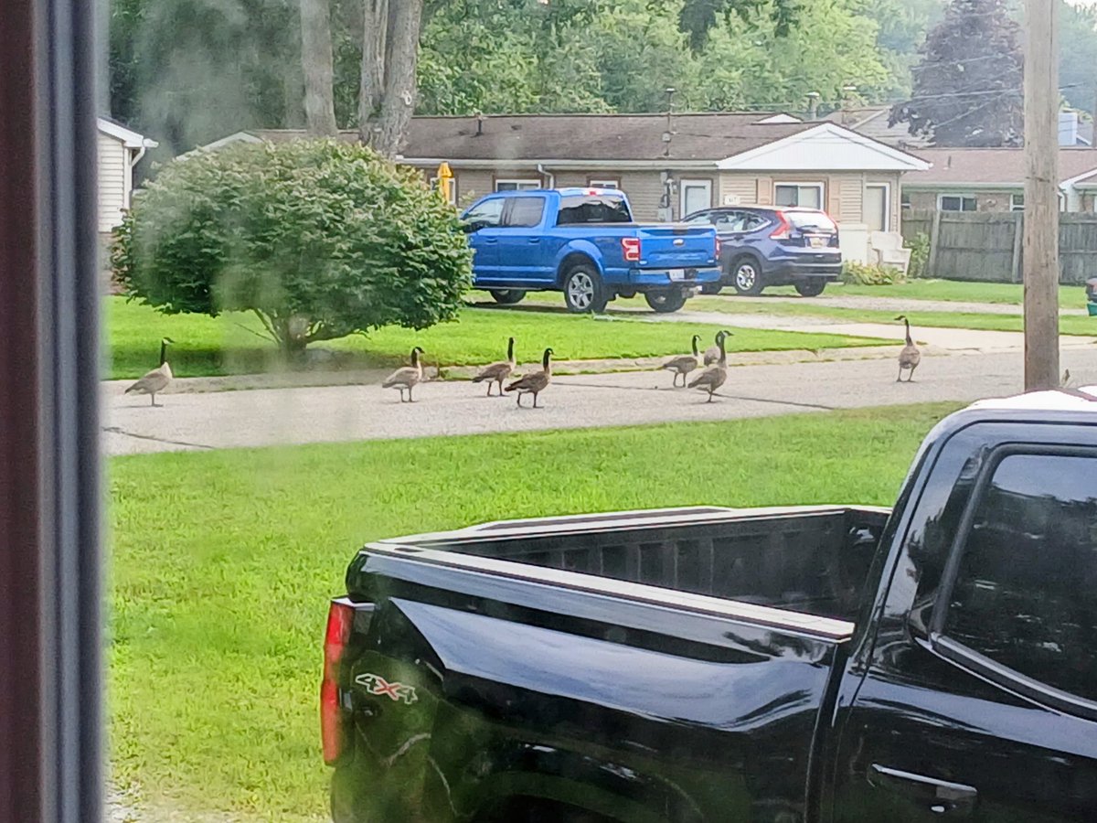 I'm getting ahold of the Canadian PM about his dumbass geese. It never fails, we're on a dead end with a fence they can't get the whole family over. They do this a few times a year but instead of turning around and going elsewhere,  they come next to my truck when I got errands