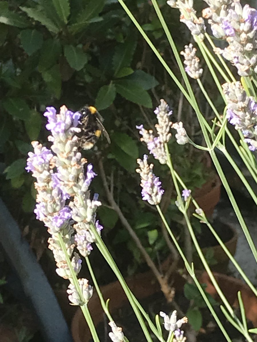 helen21206699's tweet image. #bees enjoying the #lavender #flowers in the #sunshine