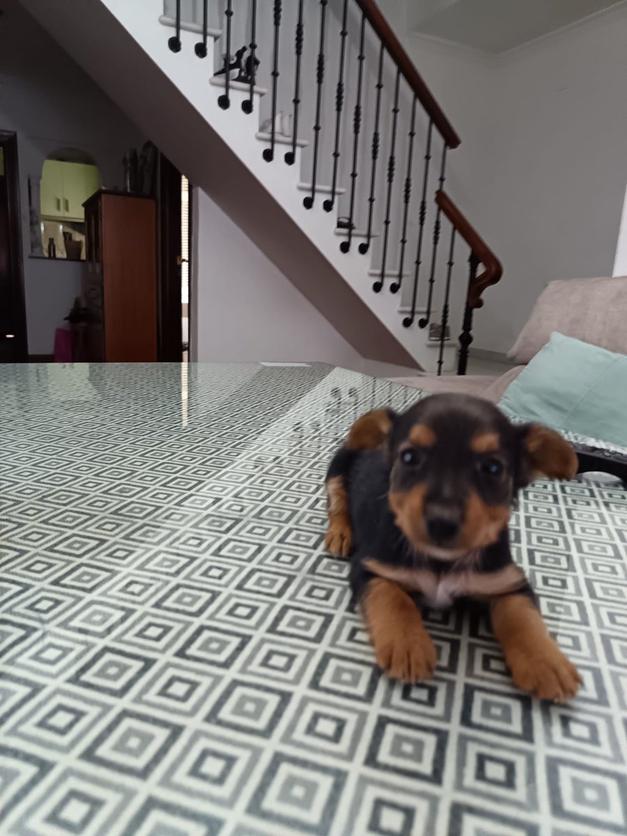 PIXIE Y DIXIE, 2 cachorros machos de unos 2 meses.
Estamos buscando para ellos buenos hogares.
Pensamos que de adultos serán de tamaño pequeño.
Se entregarán con todo el protocolo de adopción.
CONTACTO: Arca del Torcal móvil 637 17 60 58 (WhatsApp).