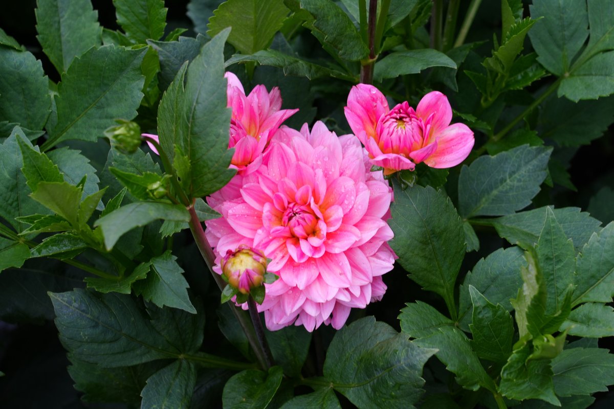 Forstler1's tweet image. Erste Dahlien blühen schon im Dahliengarten des Großen Garten Dresdens