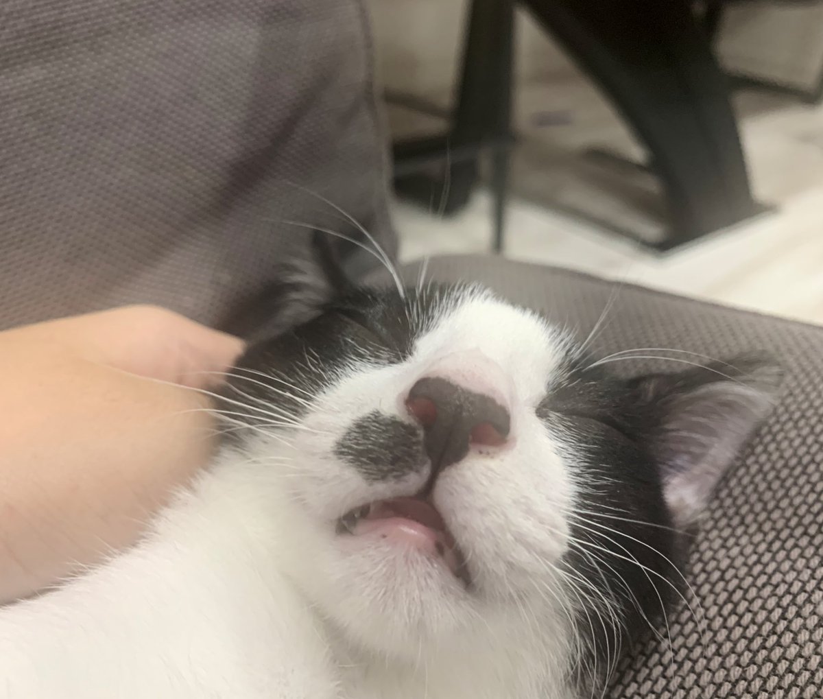 4m_min02's tweet image. 고양이 엽사보실분