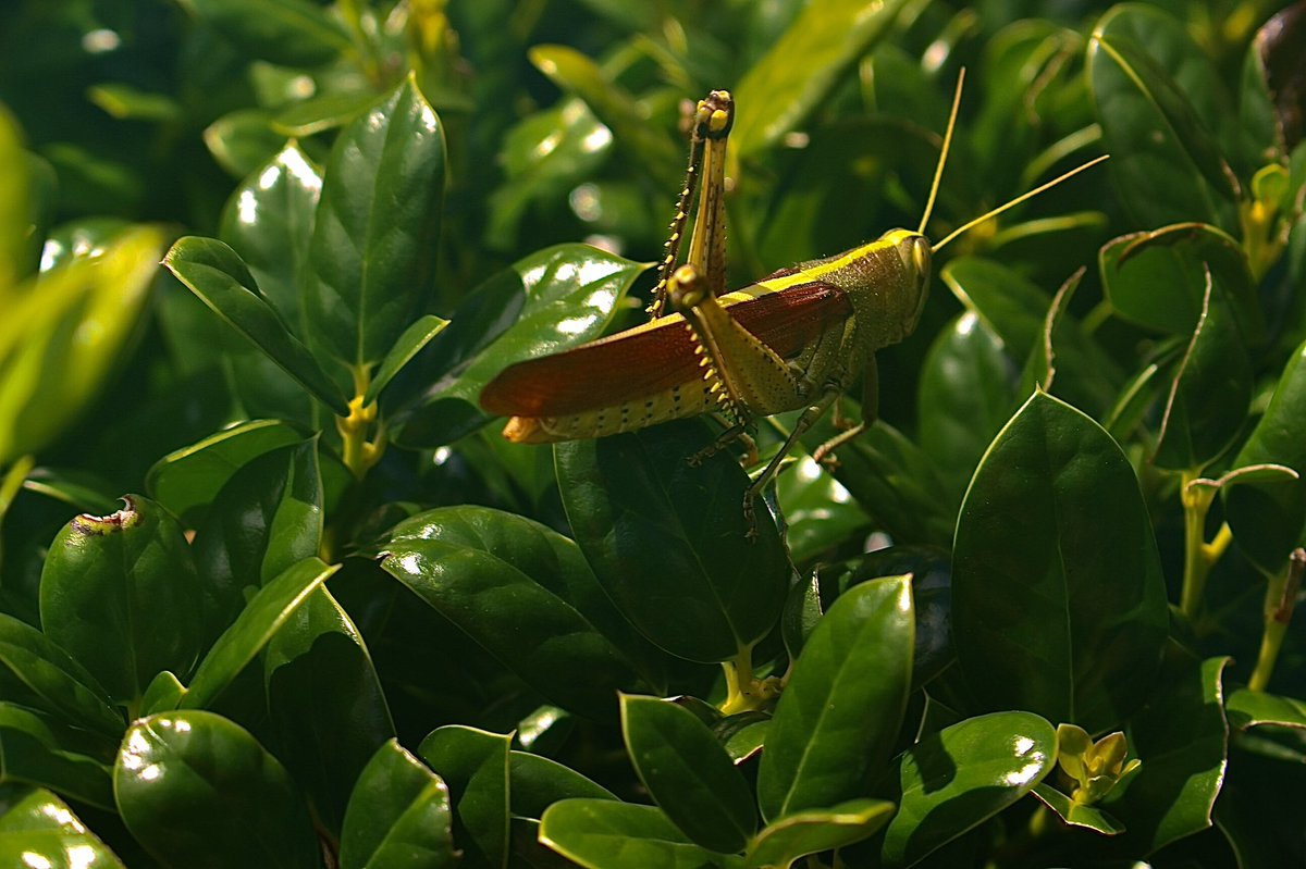 Silentgem2's tweet image. “The Grasshopper reminds us that no leap is too great when we have faith in ourselves and the courage to act.”🍃
#photography #grasshopper #naturelover