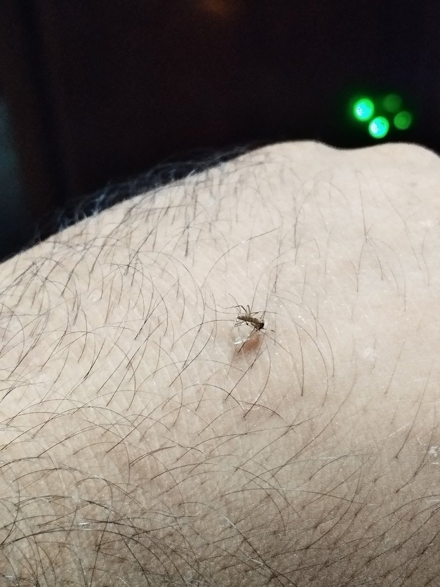 Beingsayedul's tweet image. Imagine a world where mosquito sucked fat instead of blood