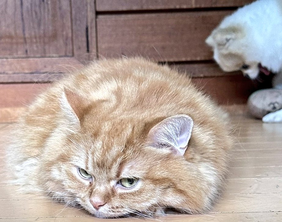 Yanakingon's tweet image. 🐈️🐈️🐈️🐈️🐈️🐈️🐈️🐈️🐈️🐈️🐈️🐈️

        　  🐈‍⬛7月27日🐈‍⬛

　🌅おはようございます🌅

　　　　🪩本日も🪩

😺よろしくお願いいたします😺

     🌄みなさま素敵な１日を🌄

🌈いいこと沢山

　　　　　ありますように🌈

🙇🙇‍♀️🙇‍♂️

#フォロバ100
#おはようございます
#ねこ
