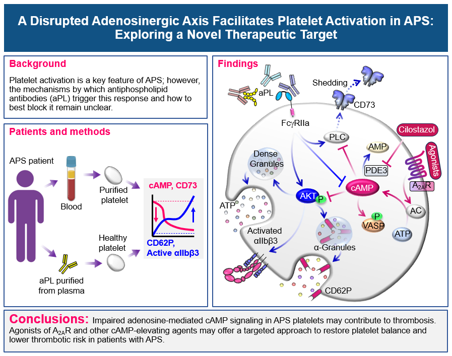 Jason S Knight (@jasonsknight) on Twitter photo 🩸👀
We wrote a paper for <a href="/BloodAdvances/">Blood Advances</a> about antiphospholipid syndrome (APS), platelets, and purinergic signaling, with an eye toward potential therapeutic targets. See the Replies for a link to the article... 🩸👀
We wrote a paper for <a href="/BloodAdvances/">Blood Advances</a> about antiphospholipid syndrome (APS), platelets, and purinergic signaling, with an eye toward potential therapeutic targets. See the Replies for a link to the article...