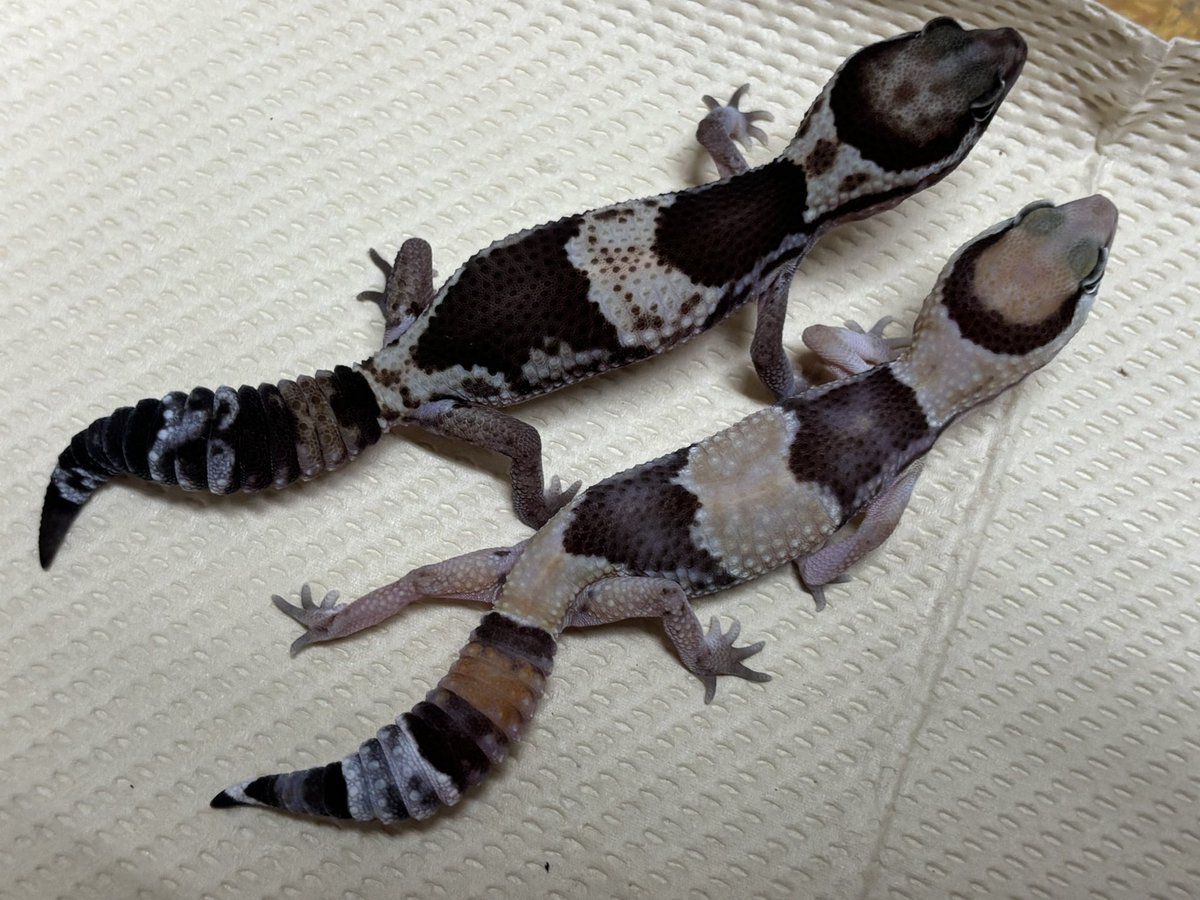 丸くなって伸びて丸くなって伸びてを繰り返してる👌