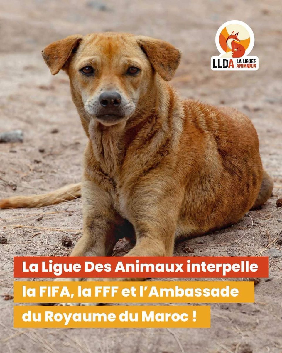 ❌ Des millions de chiens errants sont massacrés au Maroc en vue de la Coupe du Monde 2030.

Face à cette situation inacceptable, La Ligue Des Animaux a décidé d’agir en interpellant la FIFA, la FFF ainsi que l’Ambassade du Royaume du Maroc, afin de demander l’arrêt immédiat de