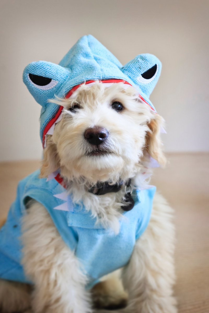 AnimalPlanet's tweet image. There's a shark!!! 😮 And it's cute & fluffy 🥰
#SharkWeek continues TONIGHT at 8p on @Discovery!
📸: Brooke Anderson
#doodle #puppy #shark