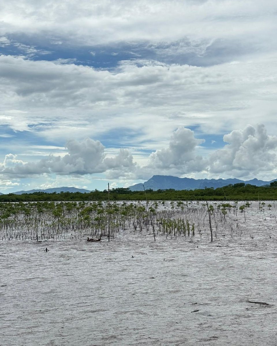 PeaceCorps's tweet image. Peace Corps Fiji Volunteer Lauren collaborated with community members to plant mangrove seedlings that will protect the village in cyclone seasons. Not only that, but this project also supports economic growth in the community. 👏

Want to serve overseas with the Peace Corps? 🌊…