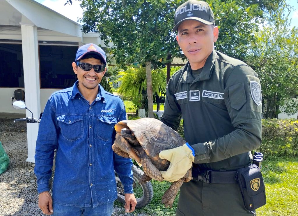 Departamento de Policía Meta (@policiameta) on Twitter photo El Grupo de <a href="/CarabinerosCol/">Carabineros de Colombia</a> realiza el rescate de una tortuga 🐢Morrocoy, la cual fue encontrada en zona rural del municipio de #SanMartín.
La especie fáunica fue dejada a disposición de <a href="/CORMACARENA/">Cormacarena</a> para valoración y posterior liberación.
#YoProtejoLosAnimales El Grupo de <a href="/CarabinerosCol/">Carabineros de Colombia</a> realiza el rescate de una tortuga 🐢Morrocoy, la cual fue encontrada en zona rural del municipio de #SanMartín.
La especie fáunica fue dejada a disposición de <a href="/CORMACARENA/">Cormacarena</a> para valoración y posterior liberación.
#YoProtejoLosAnimales
