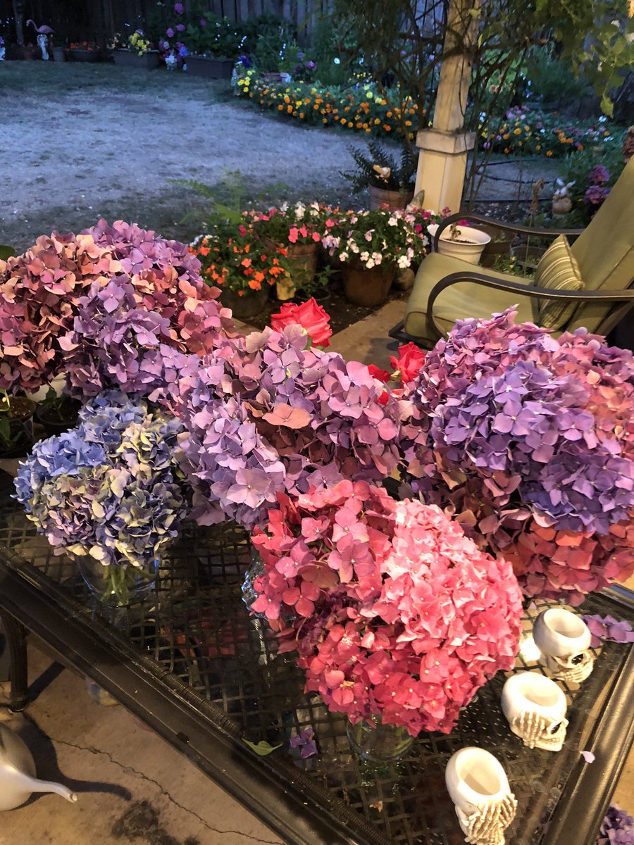 Rox (@roxuniverse) on Twitter photo We’ve got a few hydrangeas around here! I love this pic because you can see some of the side gardens too… We’ve got a few hydrangeas around here! I love this pic because you can see some of the side gardens too…