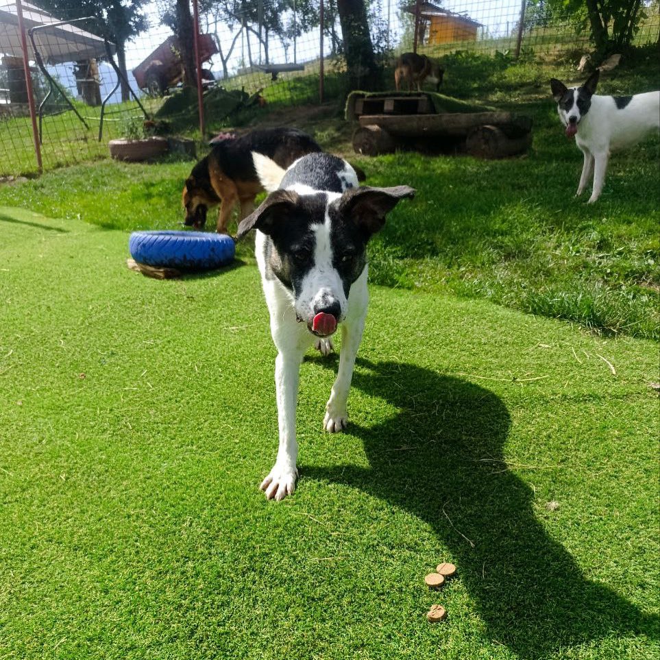 SavingStraysUK's tweet image. Are those treats I see says REG?
Yes they are our boy & we need as many people as possible to share, like & donate to the food appeal in the last week with ยฃ1500 still to raise!
Could you help REG and his friends? The link to the campaign is below #help
justgiving.com/campaign/summeโฆ