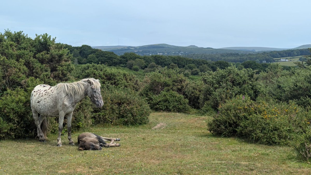 DanRavenEllison's tweet image. Just finished checking the southern end of the @SlowWaysUK #NationalParksTrail!
Two excellent ⭐⭐⭐⭐⭐ routes to come. Brilliant!
#SlowWays 🐌💫