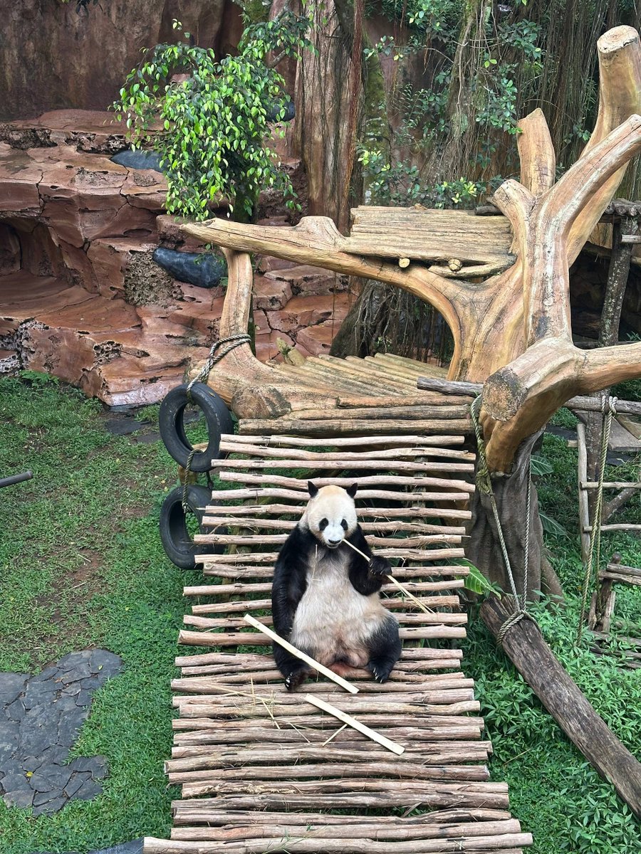 CryptoEights's tweet image. Even pandas rest—but not without purpose. 🐼
Hibernate now. Hunt alpha tomorrow.
Quote this on Monday with one thing you’ll focus on.
Goodnight Snappers & Yappers. 🌗