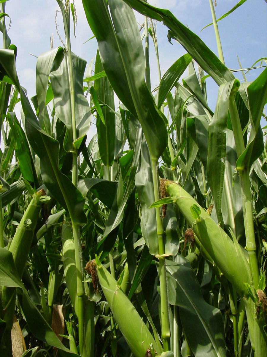 Orvin Bontrager tweet media