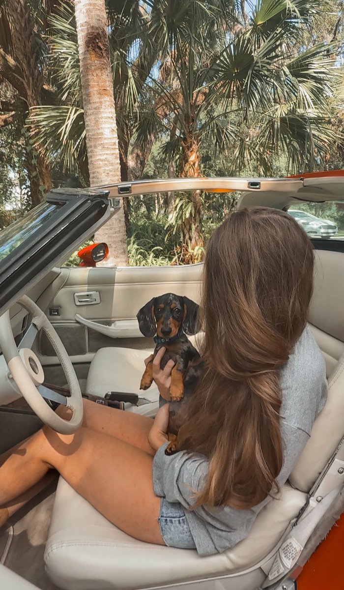 bugs836's tweet image. Hanging out with this little guy today ☀️