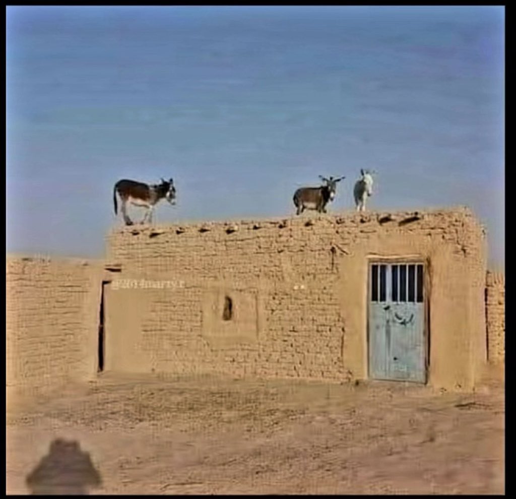 قام البعض بتصعيد الحمير للأعلى، ولكن هذه الحمير قد تسقط في أي لحظة، لأن المكان العالي لا يليق بها، ولا تجيد التعامل معه.
هذا ما يحصل في واقعنا من تصعيد لمن ليس أهلاً لذلك، ثم سيسقط مدوياً لا محالة..