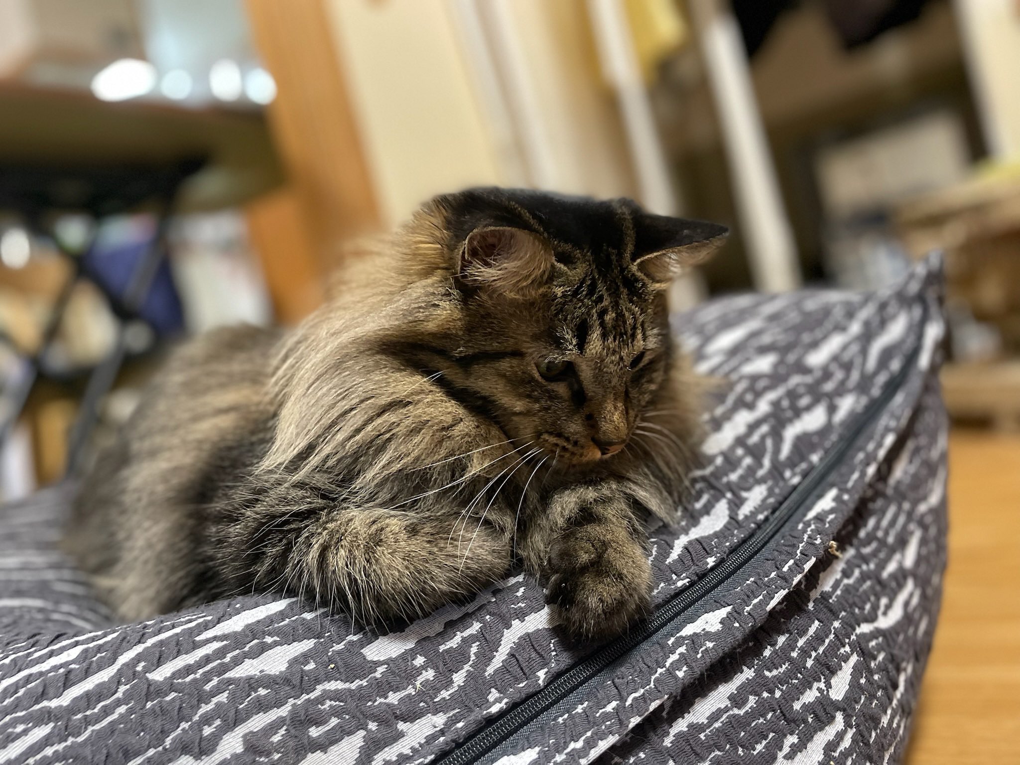 最高の猫 P103456.jpg