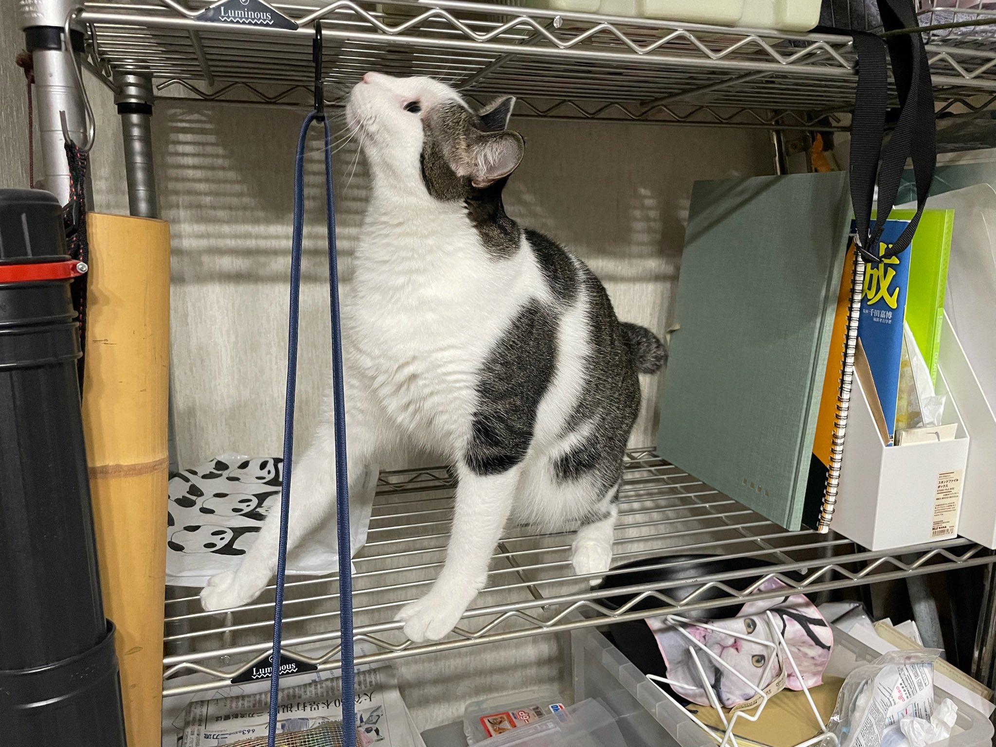 最高の猫 仔ネコのお名前募集〜 4匹の仔ネコちゃんたちのお名前を 店舗に