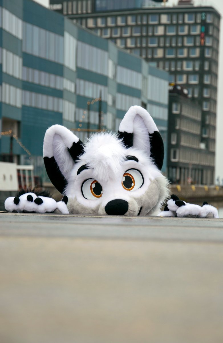Greetings! Fox hopes you have a lovely weekend! 🤍

📸 <a href="/LorfyTheFox/">🐾 Lorfy 🐾</a>