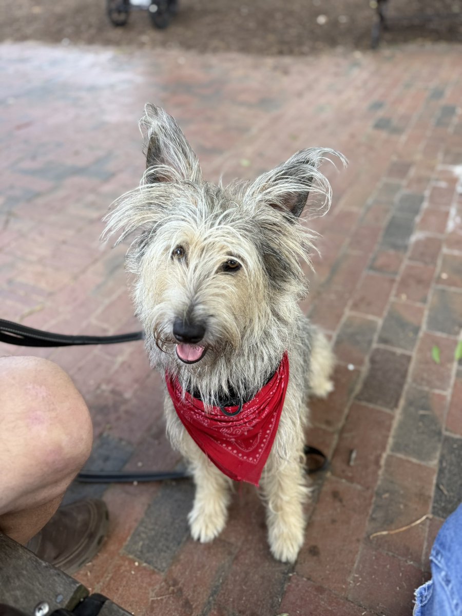 1abbeynormal's tweet image. Hanging with friends at our town square….chatting and people watching…..
Isn’t he a cutie pie?