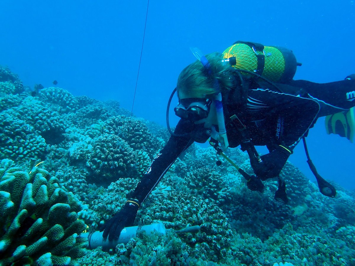 FutureFactual's tweet image. 🔍 Read: High-frequency sounds produced by snapping shrimp, particularly at night, can serve as an effective indicator of coral reef resilience, according to research published in the journal Royal Society Open Science.
phys.org/news/2025-07-s…