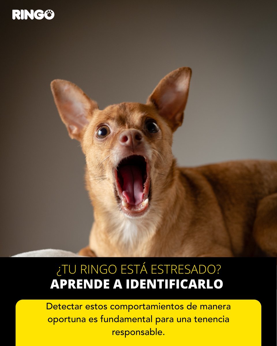 efectoringo's tweet image. ¿Sabías que tu ringo puede sentirse incómodo o abrumado sin que te des cuenta? 🐶💛Tu perro no puede decirte lo que siente, pero su cuerpo sí habla. 🐶