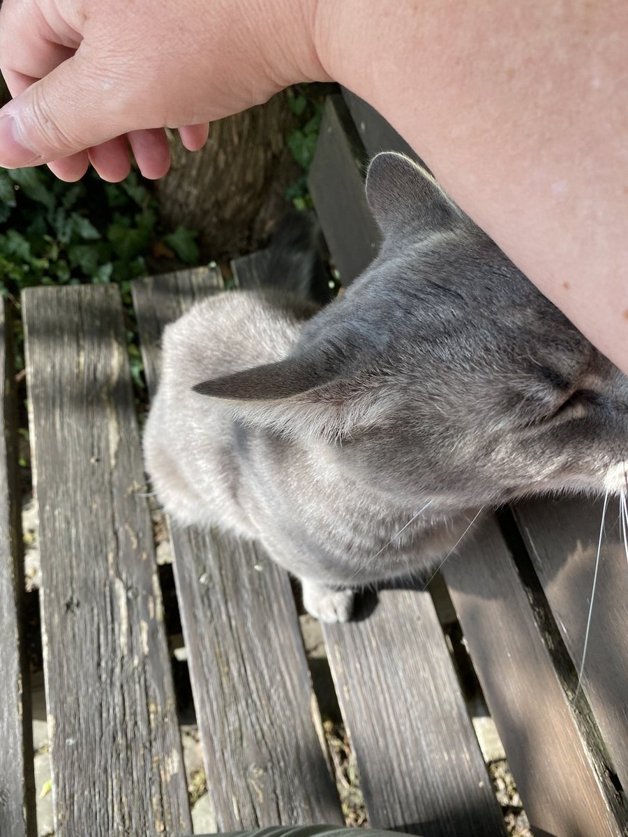 plushy_cat's tweet image. Schmusi