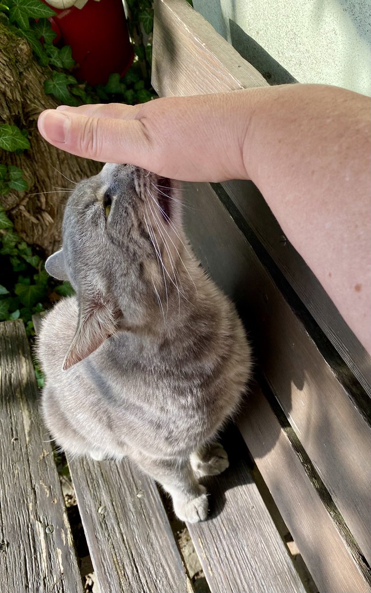 plushy_cat's tweet image. Schmusi