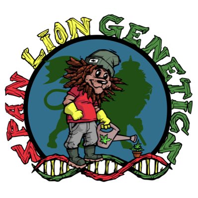 Span Lion Genetics (@spanlionseeds) on Twitter photo #NewProfilePic #NewProfilePic