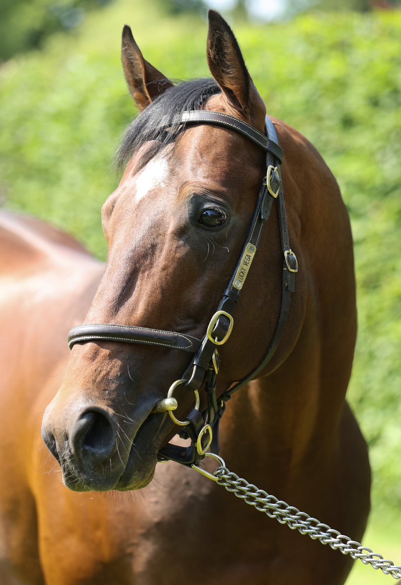 IrishNatStud's tweet image. ✨Lost Signal scores impressively @salisburyraces to become the latest winner for Lucky Vega ✨
Congrats to all @rhannonracing , @YulongInvest, @dolmenbldstock 🏆
@Tattersalls_ie #bylucky #winnerwinner