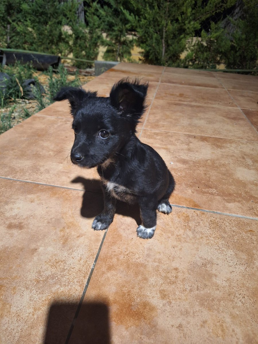 ZAIRA 
Cachorrita mestiza de raza pequeña, que está en #Antequera (Málaga) y que busca una hogar y una familia responsable.
CONTACTO: Arca del Torcal móvil 637 17 60 58 (WhatsApp).