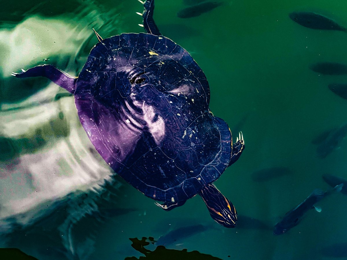 ahispeed69's tweet image. For the turtle lovers 😎