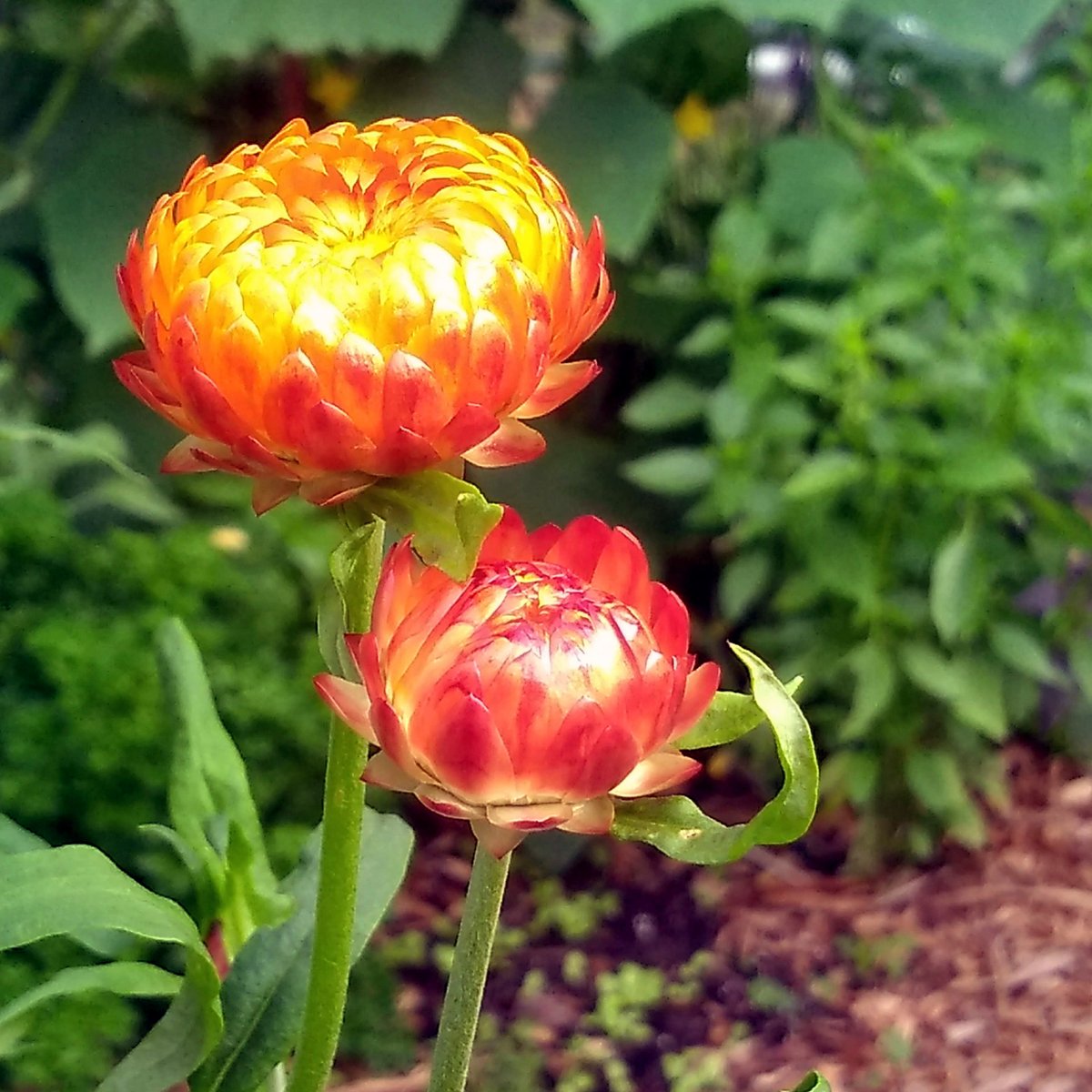 Koss51209969's tweet image. helichrysum plus tomato...
