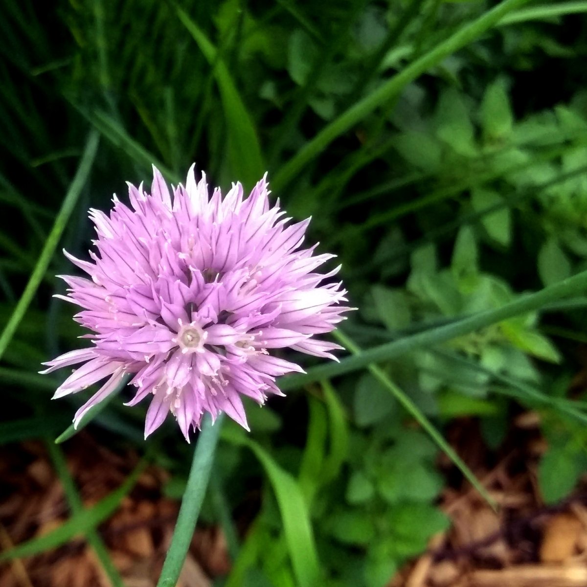 Koss51209969's tweet image. helichrysum plus tomato...