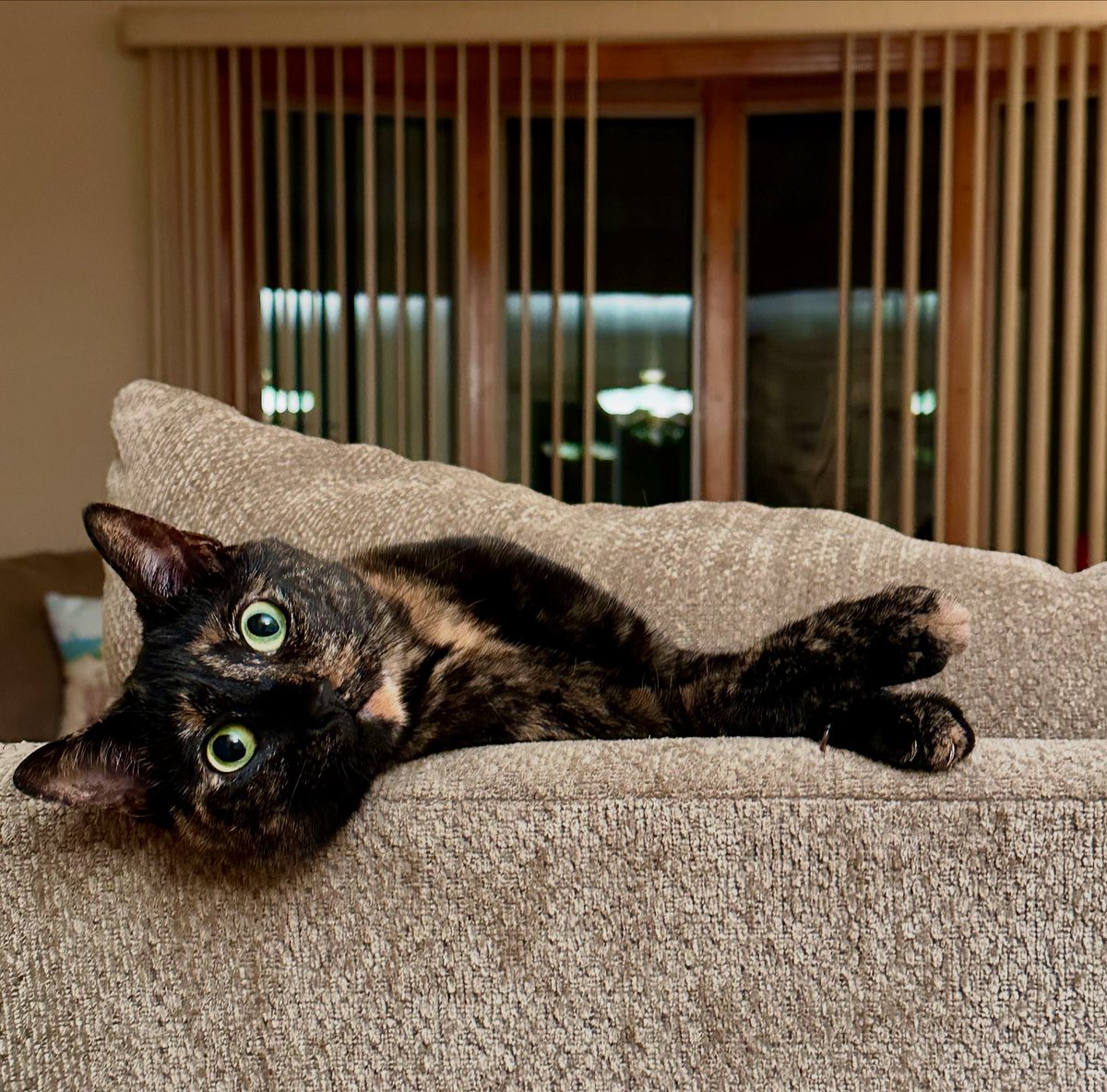 DebbieMaz's tweet image. Taylor long arms checkin’ in for #Caturday! (Photo taken last night) 😺
#taytayfromtopanga #tayloraurora #tortie #caturdaycuties #CatsOfTwitter #CatsOfX