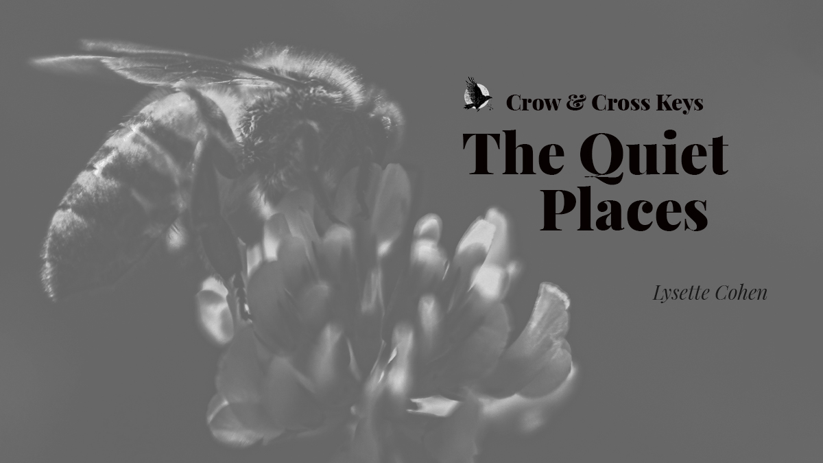 CrowKeys's tweet image. We enjoy quiet places, places where no manmade thing can be heard, places where the sound of the world is all there is. Not unlike the subjects of today's trio of poems...
"The Quiet Places" by Lysette Cohen
crowcrosskeys.com/2025/07/26/the…