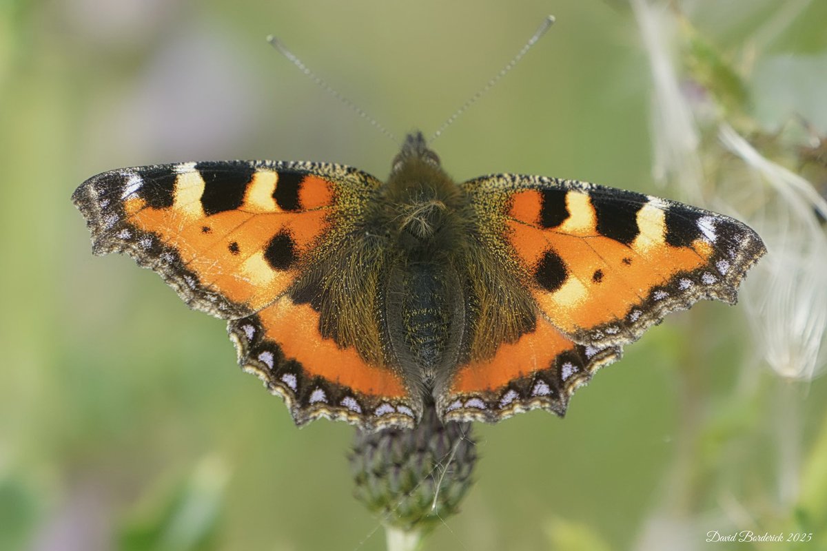 David Borderick (@daveborderick) on Twitter photo Small Tortoiseshell near the Moorings hide at SWT Carlton Marshes, Lowestoft this morning <a href="/SWTCarltonMarsh/">SWT Carlton Marshes</a> <a href="/SWTWaveney/">SWTWaveney</a> <a href="/suffolkwildlife/">SuffolkWildlifeTrust</a> <a href="/coastalwarden/">SWT North East Suffolk Warden</a> <a href="/LowestoftLizard/">Terry Dactyl</a> <a href="/SWT_NE_Reserves/">Suffolk Wildlife Trust North East Reserves</a> <a href="/savebutterflies/">Butterfly Conservation π¦</a> <a href="/BC_Suffolk/">BC Suffolk Branch</a> Small Tortoiseshell near the Moorings hide at SWT Carlton Marshes, Lowestoft this morning <a href="/SWTCarltonMarsh/">SWT Carlton Marshes</a> <a href="/SWTWaveney/">SWTWaveney</a> <a href="/suffolkwildlife/">SuffolkWildlifeTrust</a> <a href="/coastalwarden/">SWT North East Suffolk Warden</a> <a href="/LowestoftLizard/">Terry Dactyl</a> <a href="/SWT_NE_Reserves/">Suffolk Wildlife Trust North East Reserves</a> <a href="/savebutterflies/">Butterfly Conservation π¦</a> <a href="/BC_Suffolk/">BC Suffolk Branch</a>