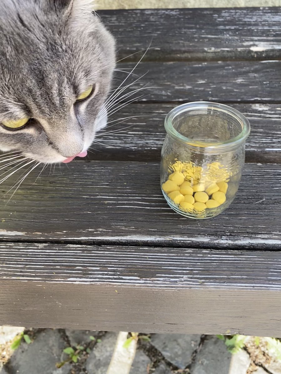 plushy_cat's tweet image. Käserolli Sucht in 3…2…1…
