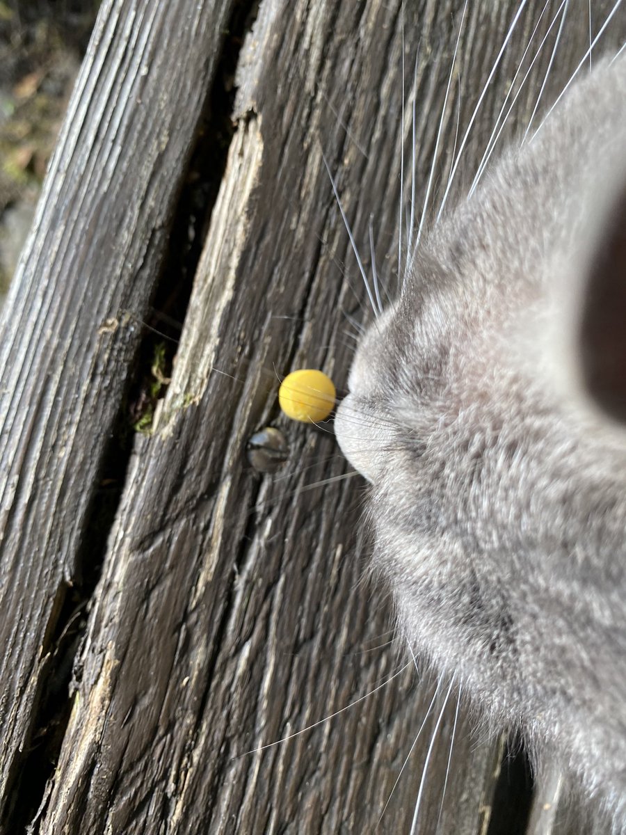 plushy_cat's tweet image. Käserolli Sucht in 3…2…1…