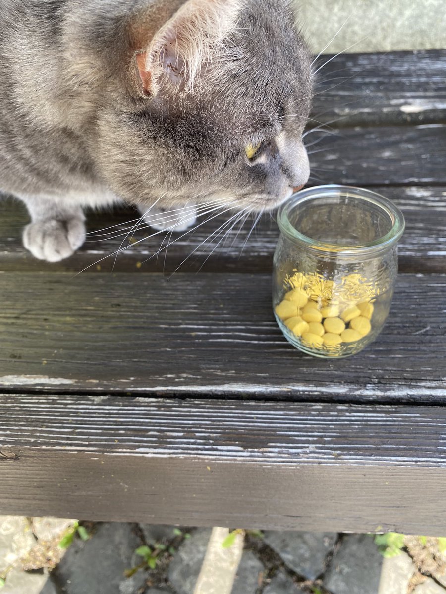 plushy_cat's tweet image. Käserolli Sucht in 3…2…1…